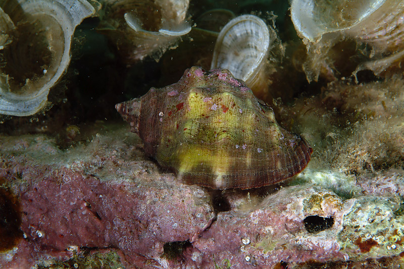 Stramonita haemastoma